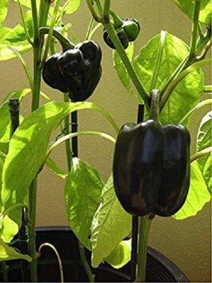 DIOART ® XX-454-Black Purple Peppers Capsicum Vegetable Seeds Seed(100 per packet)
