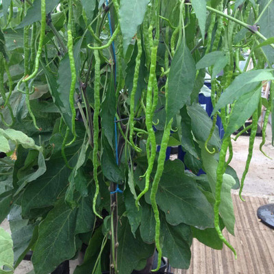 Qualtivate ® Chilli seeds Thunder Mountain Longhorn Cayenne Heirloom Pepper Seed(60 per packet)