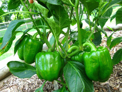 VibeX ® XX-842-Capsicum Green Seeds Hybrid Bell Pepper Seeds Seed(60 per packet)