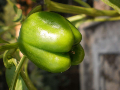 CRGO CAPSICUM , SHIMLA MIRCH Seed(20 per packet)