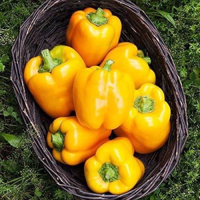 VibeX ® XX-174-Yellow Capsicum F2 Seeds Seed(80 per packet)