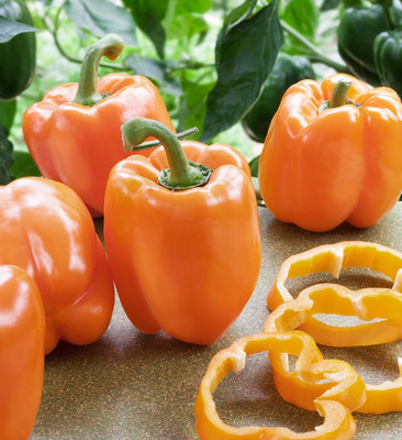 Qualtivate Capsicum Seed(50 per packet)