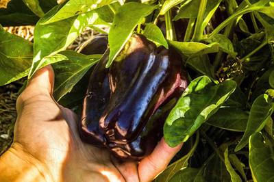 CRGO CAPSICUM , SHIMLA MIRCH Seed(60 per packet)