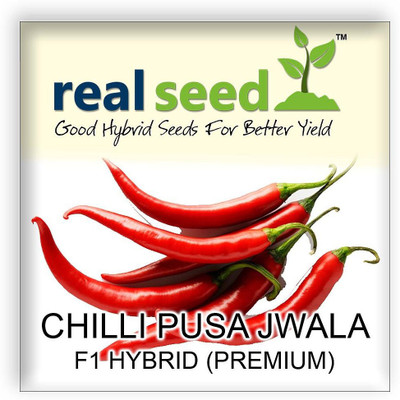 VibeX ™ XX-1378-Chilli Pusa Jwala F1 Hybrid Vegetable Seeds Seed(250 per packet)