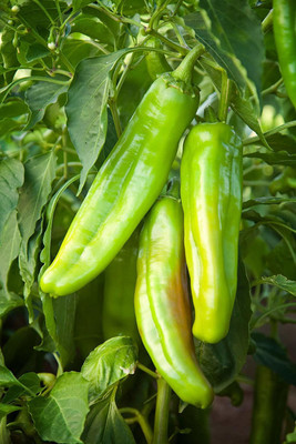 VibeX Chilli Seed(10 per packet)