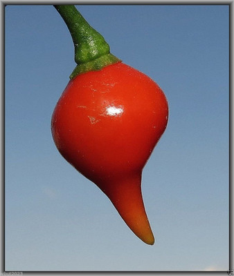 ActrovaX Best Hybrid Chilli [2000 Seeds] Seed(2000 per packet)