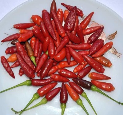 DIOART CHILLI Seed(100 per packet)