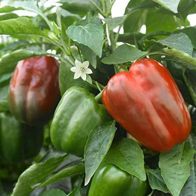 CYBEXIS NBIR-59 - Hybrid Green Capsicum - (1350 Seeds) Seed(1350 per packet)