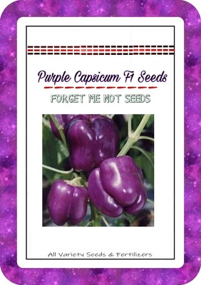 VibeX XX-1154-Purple Capsicum Pepper Seeds High Quality Hybrid Variety Seed(100 per packet)