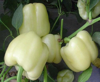 Qualtivate Capsicum Seed(1000 per packet)