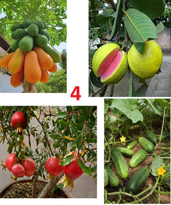 clause pomegranate papaya guava cucumber seed 10 seed each With coco peat plant growing Seed(40 per packet)