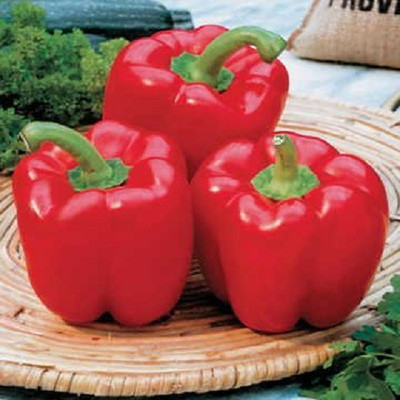 VibeX Capsicum Seed(150 per packet)