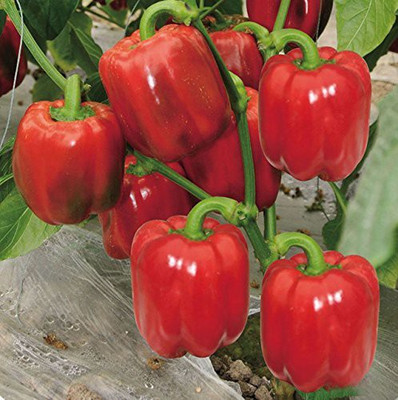 VibeX Capsicum Red Organic F1 Hybrid Seeds Seed(20 per packet)