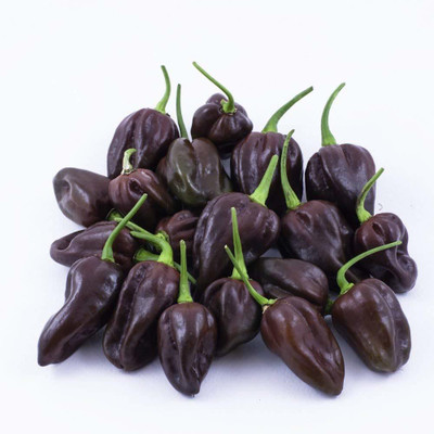 Qualtivate ™ Habanero Chocolate Hot Chili Pepper Seeds,Exotic Chilli Seeds Seed(90 per packet)