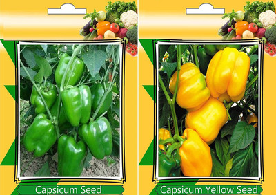 CRGO CAPSICUM , SHIMLA MIRCH Seed(150 per packet)