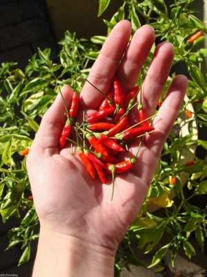 ActrovaX Red African Bird Eye Chilli Kanthari Mulaku; Thai Pepper [10gm Seeds] Seed(10 g)