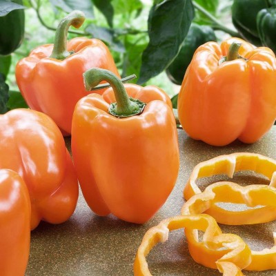 DIOART ® XX-1016-Capsicum Orange Bell Vegetable Seeds Seed(175 per packet)