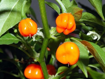 VibeX Vegetable seeds | Capsicum Orange Seeds Hybrid Bell Pepper Seeds Seed(175 per packet)