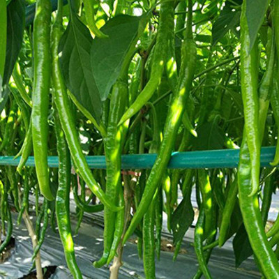 ActrovaX F1 Hybrid Chilli Pusa Jwala [1000 Seeds] Seed(1000 per packet)