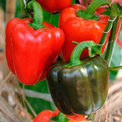 Qualtivate ® CAPSICUM Yolo Wonder Chili Pepper Seeds Vegetable Seed(1000 per packet)