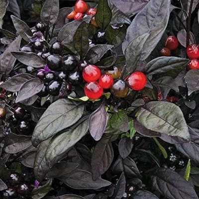 VibeX Black Pearl Chilli Seeds Seed(200 per packet)