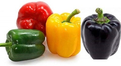 VibeX XX-284-Capsicum Seeds Seed(120 per packet)