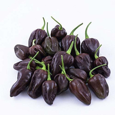 VibeX ™ XX-1428-CHILLI HABANERO CHOCOLATE M SEEDS Seed(200 per packet)