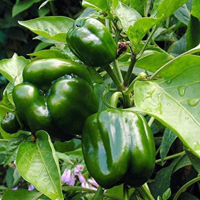 VibeX ™ XX-1101-Capsicum Emerald Giant Chili Pepper Seeds Seed(30 per packet)