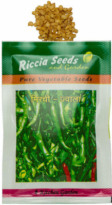 VibeX � XX-589- (Mirchi/Chile Pepper) Seed(250 per packet)