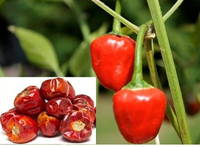 Corofitam ™ XX-512-Devils's Shot Chilli-VC674-150-Seeds Seed(30 per packet)