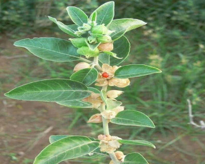 VibeX ASHWAGANDHA, HURB Seed(20 per packet)