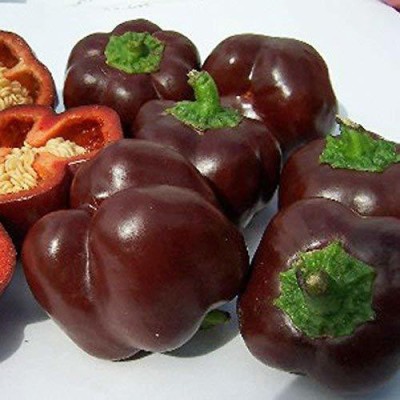Qualtivate ™ Capsicum Chocolate Beauty Chili Pepper Vegetable Seeds Seed(200 per packet)