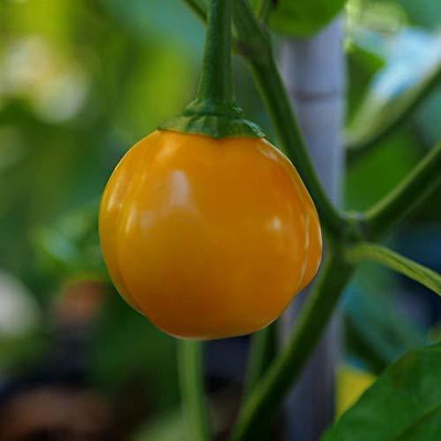 VibeX Chilli Seed(120 per packet)