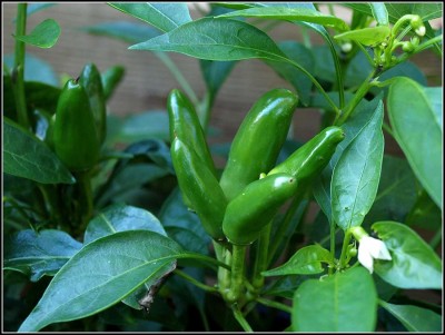 VibeX ® XX-205-Hybrid Gardening Green/RED Chilli Country Seeds Seed(50 per packet)