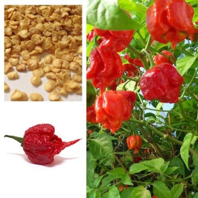 VibeX ™ XX-108-Vegetable seeds Chilli Green Round Seed(200 per packet)