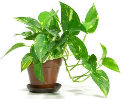 Mohomaya Money Plant(Hybrid, Pack of 1)