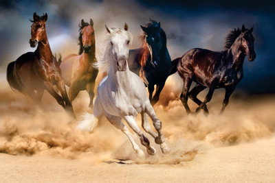 COLOR SOLUTION Vinyl Art & Paintings Multicolor Wallpaper(L x W: 90 cm x 60 cm)
