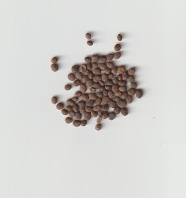 Jasoos hybrid seeds Seed(20 per packet)