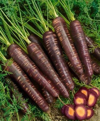 CRGO CARROT , GAJAR Seed(125 per packet)