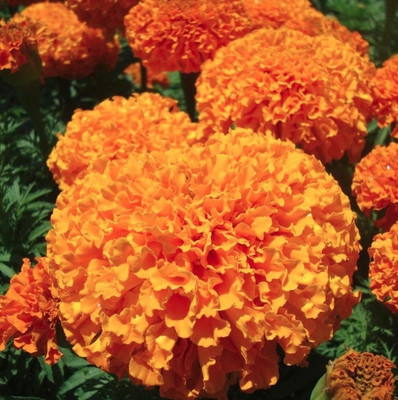 ME Traders Marigold Orange Seed(70 per packet)