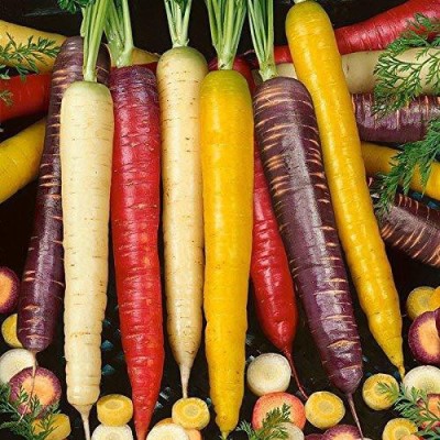 VibeX ™ XL-654-Carrot Seeds Rainbow Carrot F1 Hybrid Vegetable-120 x Seeds Seed(120 per packet)