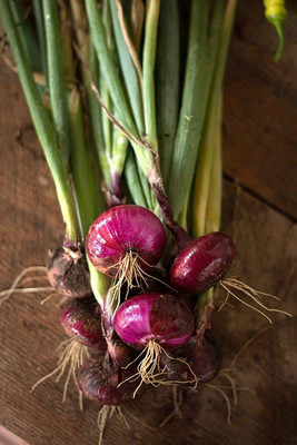 ActrovaX Red Cippolinni Onion [16000 Seeds] Seed(16000 per packet)