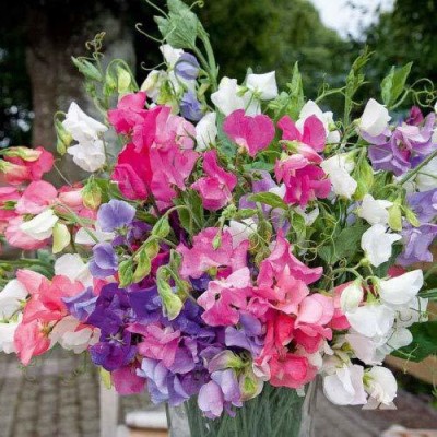 ActrovaX GREEN Sweet Pea Flower F1 Hybrid [125gm Seeds] Seed(125 g)