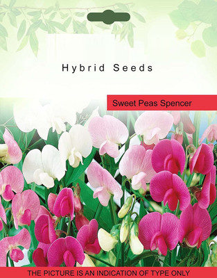 ENINE Peas Seed(20 per packet)