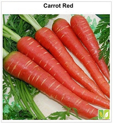 VibeX ™ XL-280-Carrot Red Long Vegetable Seeds-1000 x Seeds Seed(1000 per packet)