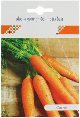 VibeX ™ XL-26-Seeds Carrot Improved Kuroda-125 x Seeds Seed(125 per packet)