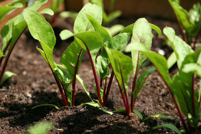 VibeX ™ XL-74-Fast Germination Organic Vegetable Seeds - Beet Root-120 x Seeds Seed(120 per packet)
