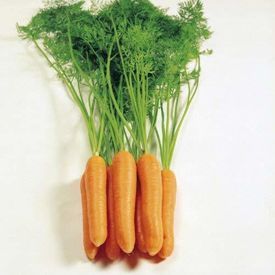 DROXTY ™ XL-574-CARROT SEEDS HYBRID PACK-80 x Seeds Seed(80 per packet)