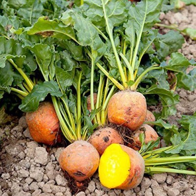 VibeX ™ XL-288-Golden Beet Root, imported variety-300 x Seeds Seed(300 per packet)