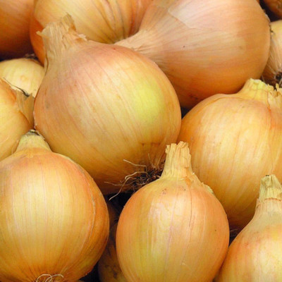 VibeX Onion/Kanda Seed(175 per packet)